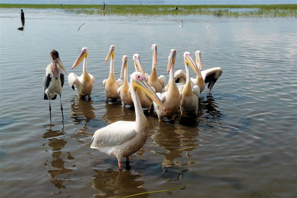 HAWASSA - enkele roze pelikanen en een maraboe