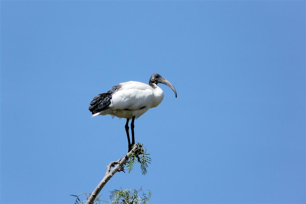 YIRGALEM -> ADDIS ABEBA - een heilige ibis