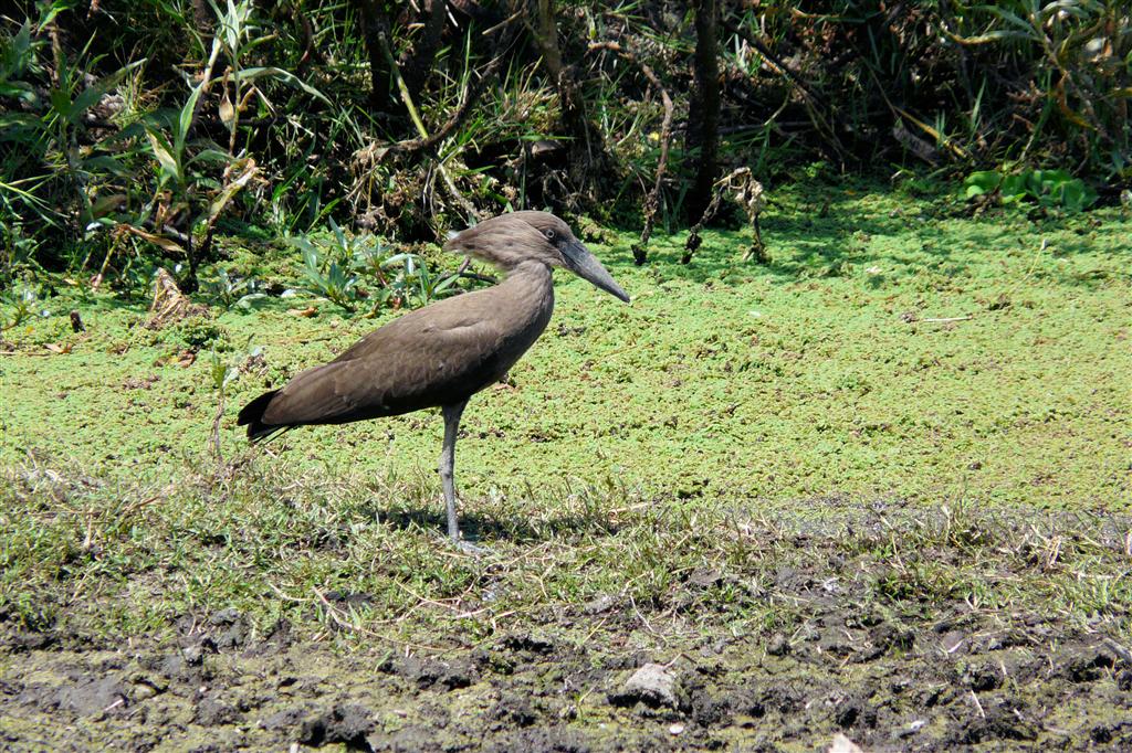 YIRGALEM -> ADDIS ABEBA - een hamerkop