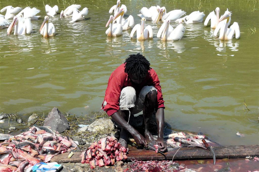 YIRGALEM -> ADDIS ABEBA - een man die vis aan het schoonmaken is bij het Ziway meer