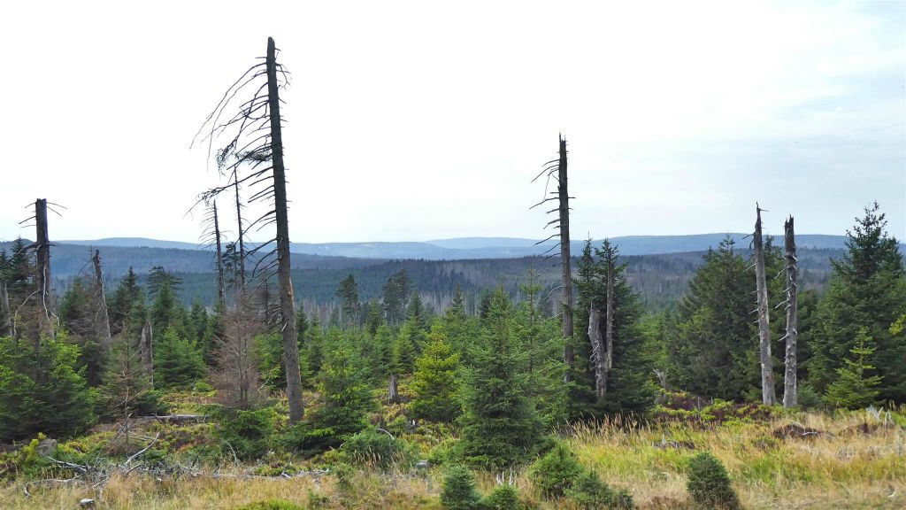 WERNIGERODE -> BROCKEN - het uitzicht onderweg tijdens de stoomtrein rit naar Brocken