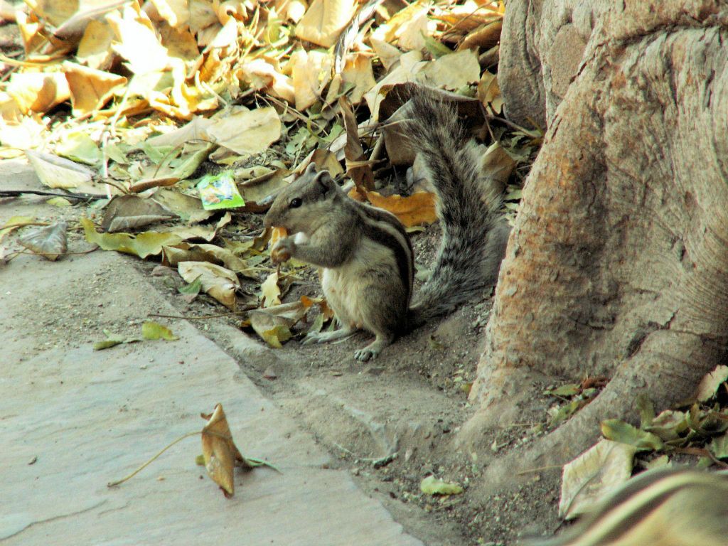 INDIA - DELHI - een eekhoorn bij het Rode Fort