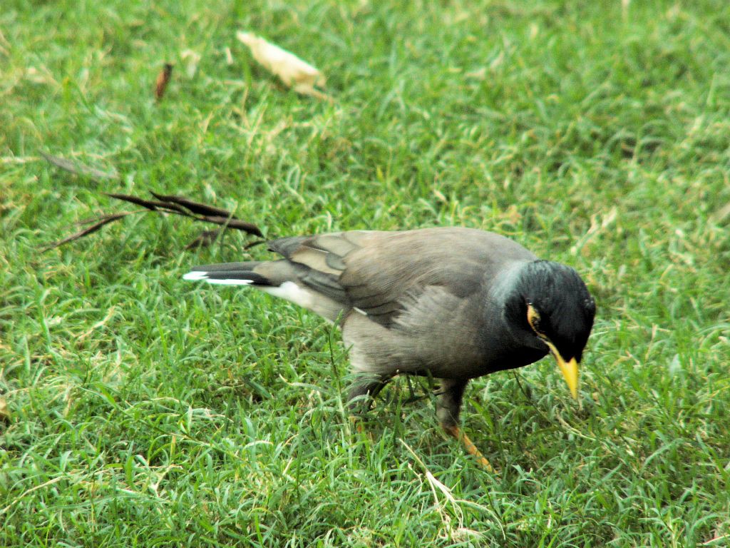 INDIA - DELHI - een vogel bij het Rode Fort