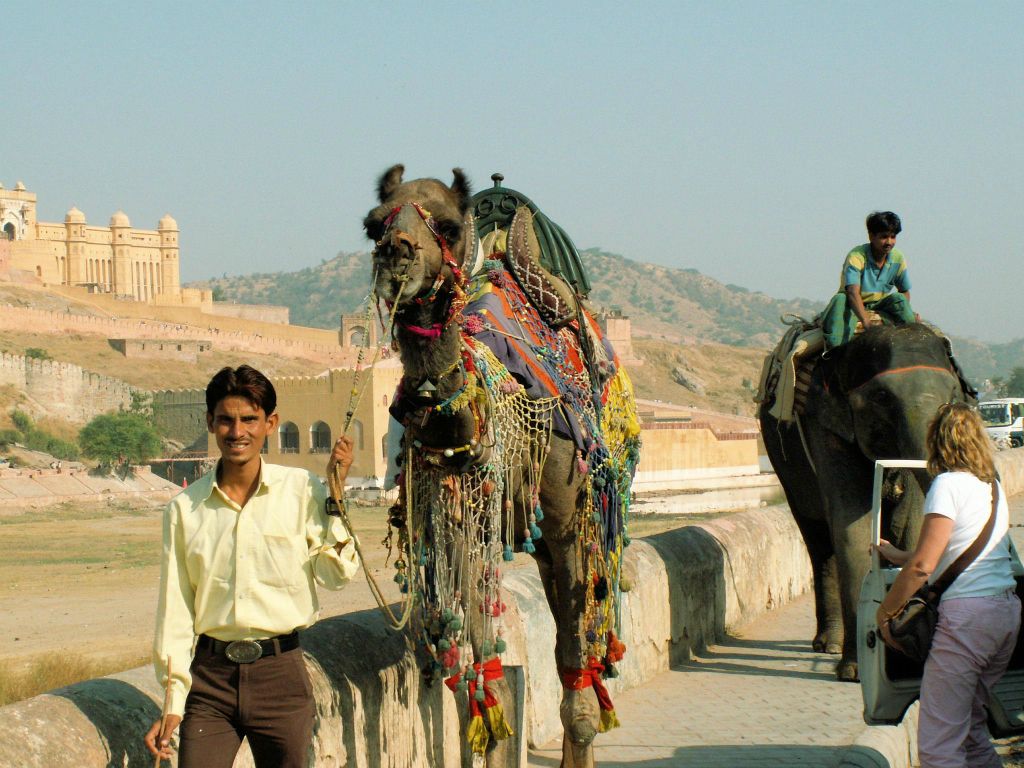 INDIA - JAIPUR - een kameel en olifant in de buurt van het Amber Fort