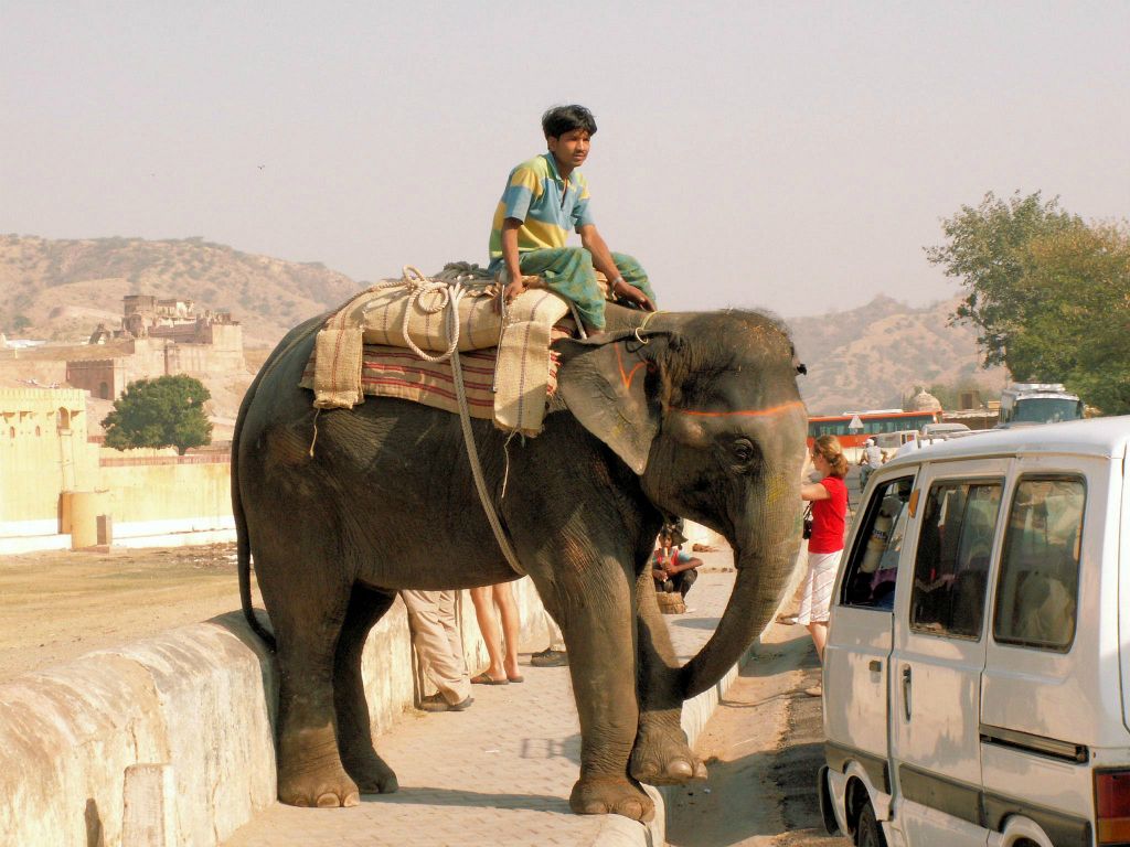INDIA - JAIPUR - een olifant in de buurt van het Amber Fort
