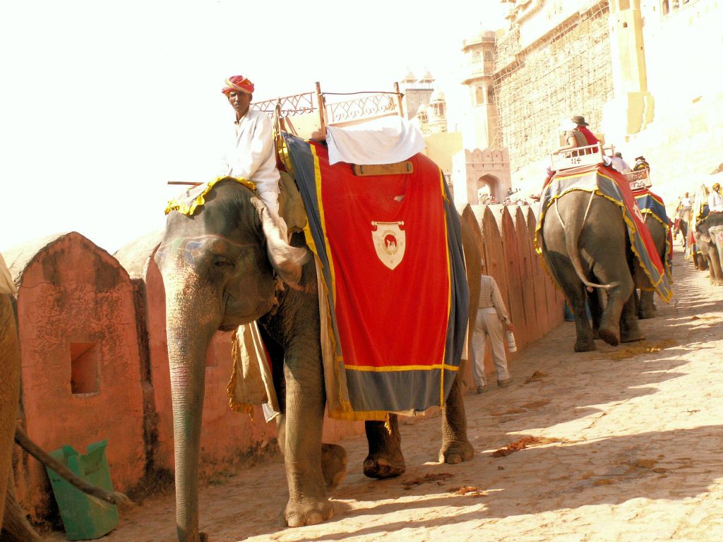 INDIA - JAIPUR - enkele beschilderde olifanten bij het Amber Fort