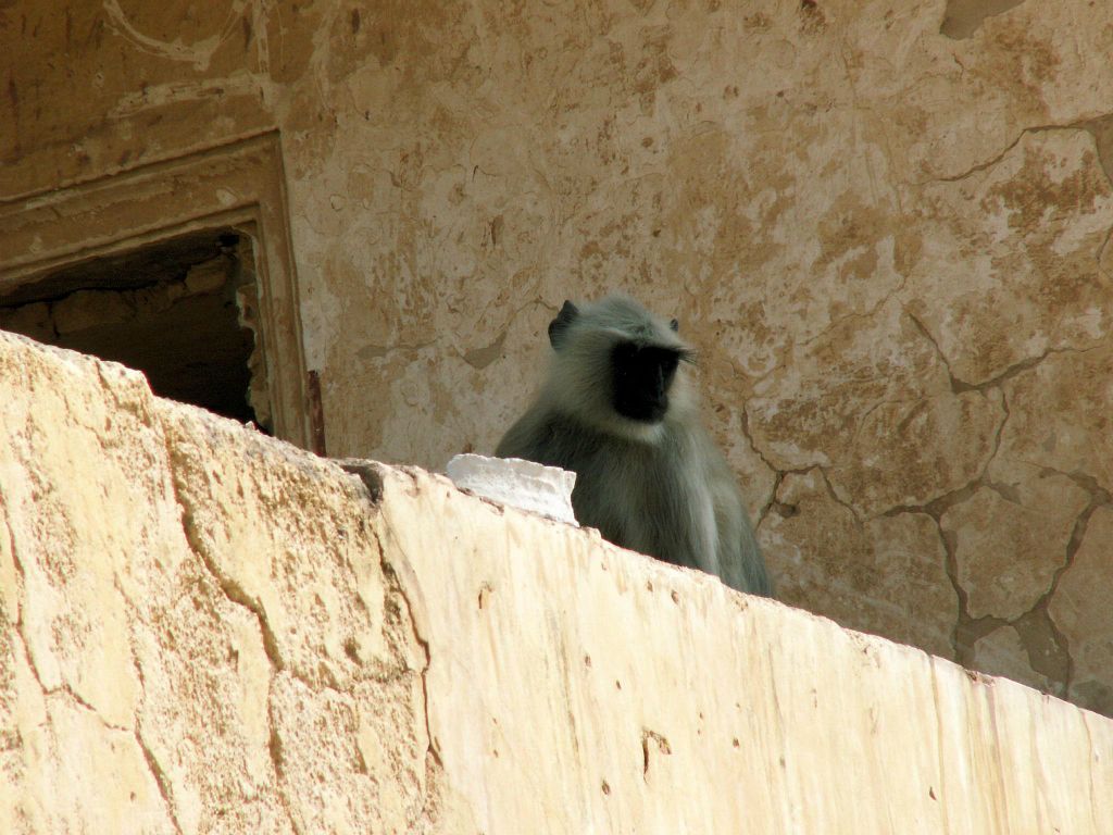 INDIA - JAIPUR - een aap bij het Amber Fort