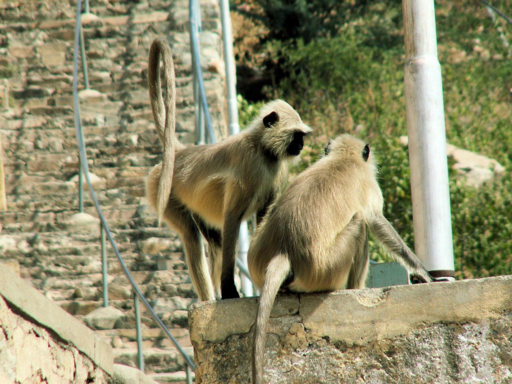 INDIA - JAIPUR - twee apen bij de Royal Gaitor (Cenotaphs of Gatore)