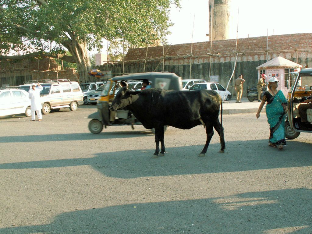 INDIA - JAIPUR - een koe op straat bij The City Palace