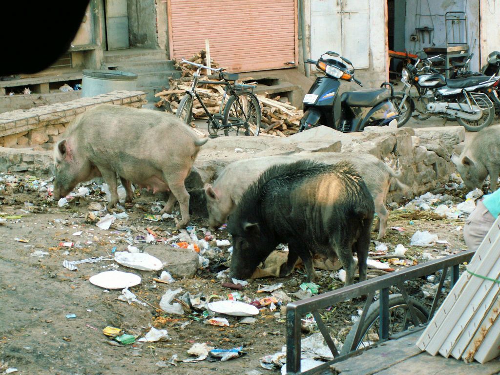 INDIA - JAIPUR - enkele varkens die lekker aan het vroeten tussen het afval