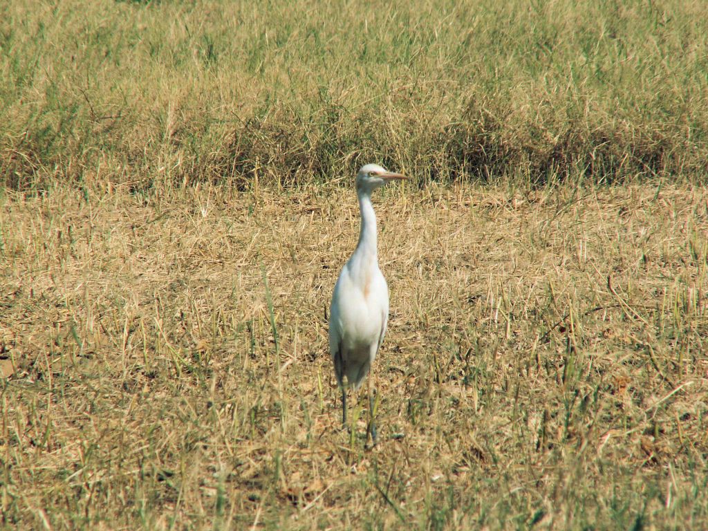 INDIA - JAIPUR - een reiger