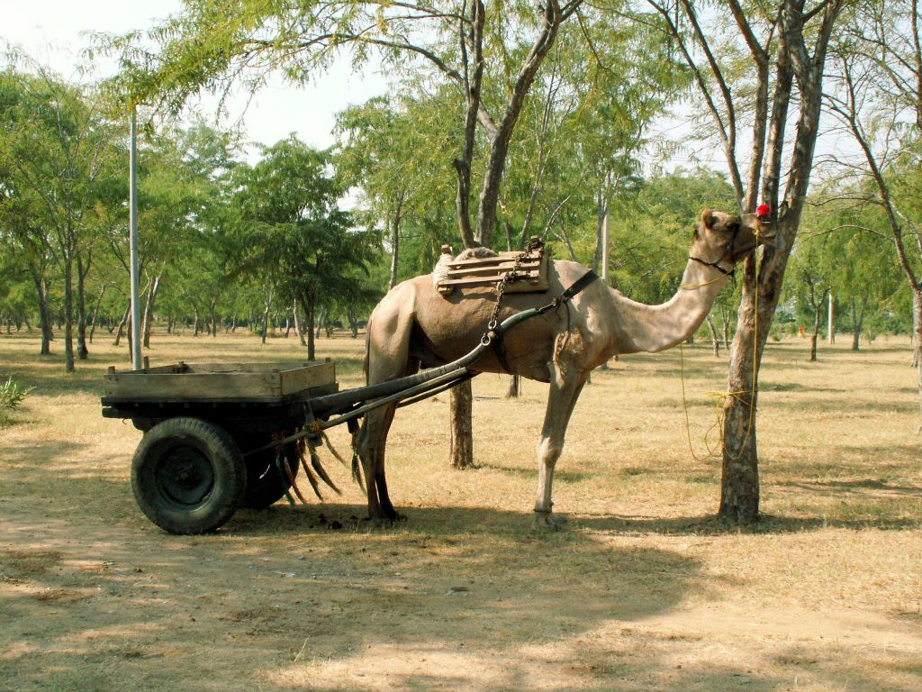 INDIA - JAIPUR - een kameel met kar