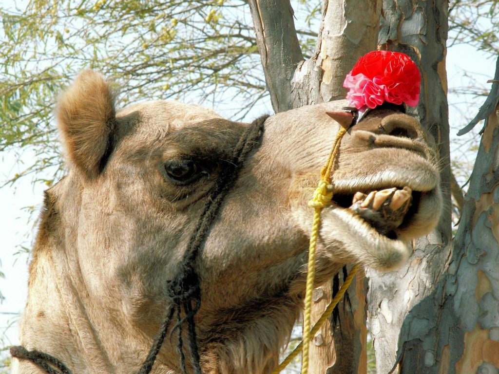 INDIA - JAIPUR - een kameel