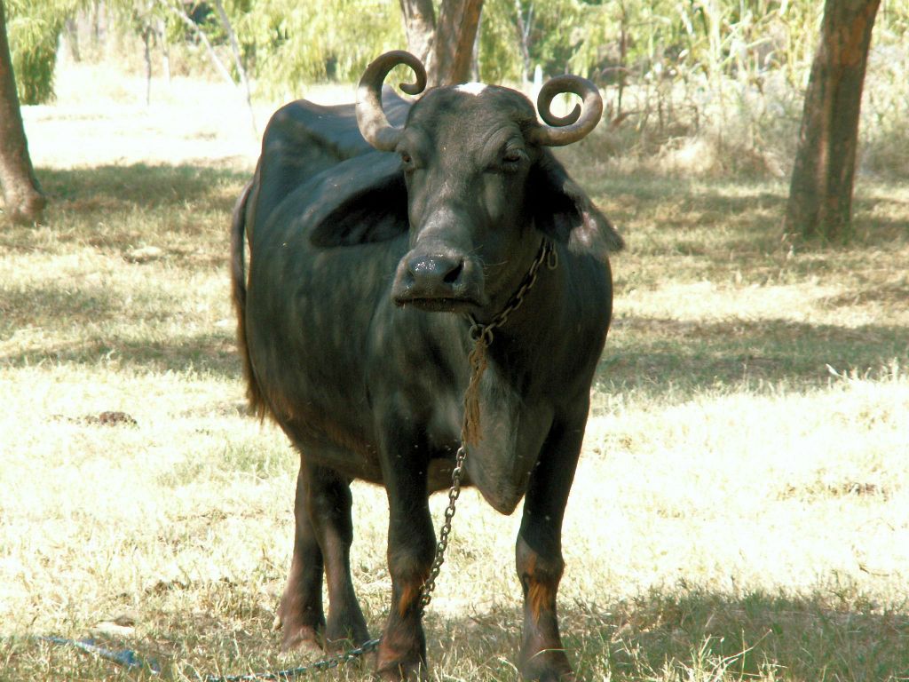 INDIA - JAIPUR - een stier