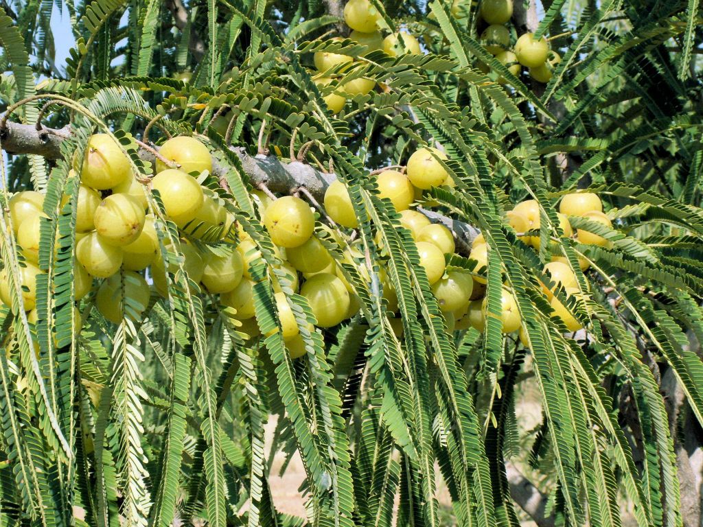 INDIA - JAIPUR - enkele vruchten