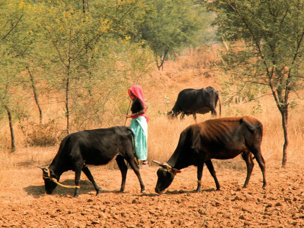INDIA - JAIPUR - een koeienherder
