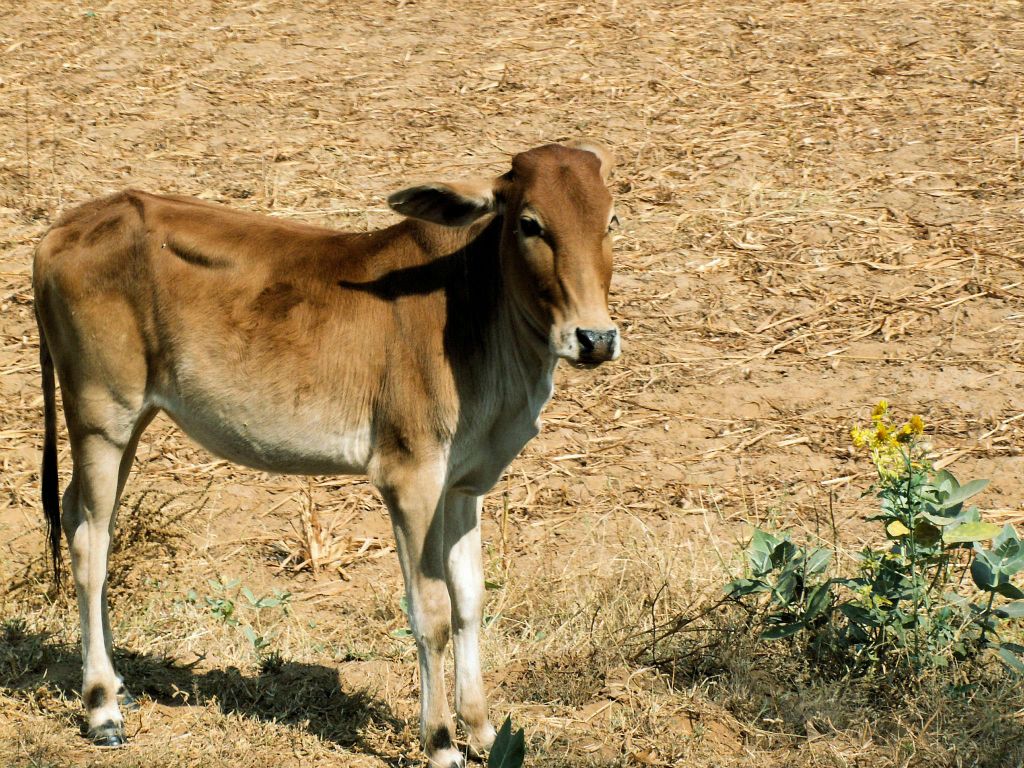 INDIA - JAIPUR - een kalf