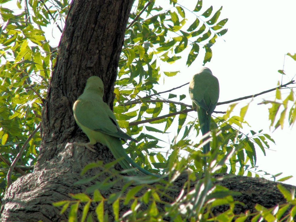 INDIA - JAIPUR - twee papegaaien