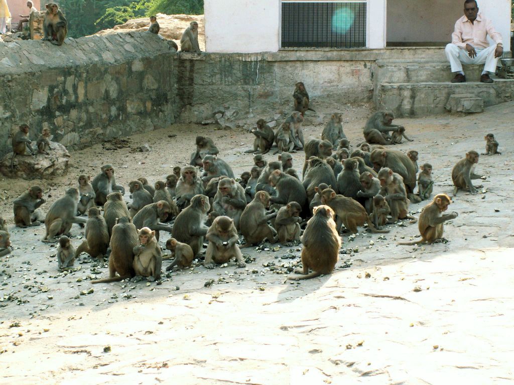 INDIA - JAIPUR - een groep apen bij de Galwar Bagh (apentempel)