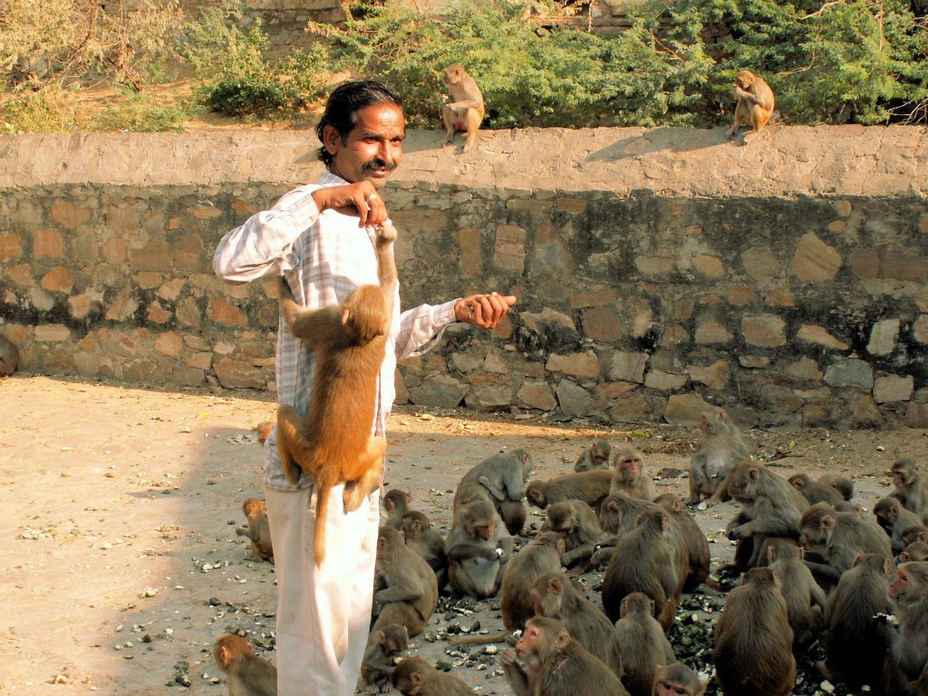 INDIA - JAIPUR - een man die de apen voert bij de Galwar Bagh (apentempel)