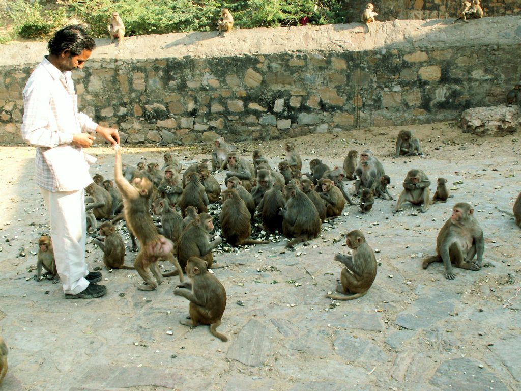 INDIA - JAIPUR - een man die de apen voert bij de Galwar Bagh (apentempel)