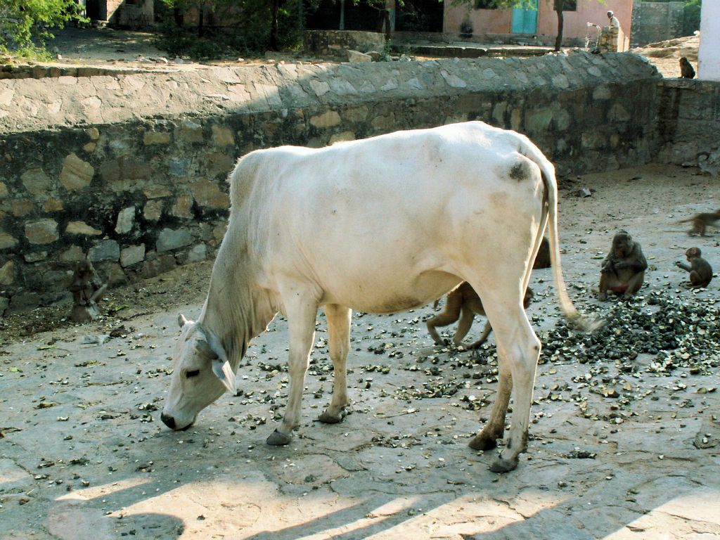 INDIA - JAIPUR - een koe bij de Galwar Bagh (apentempel)