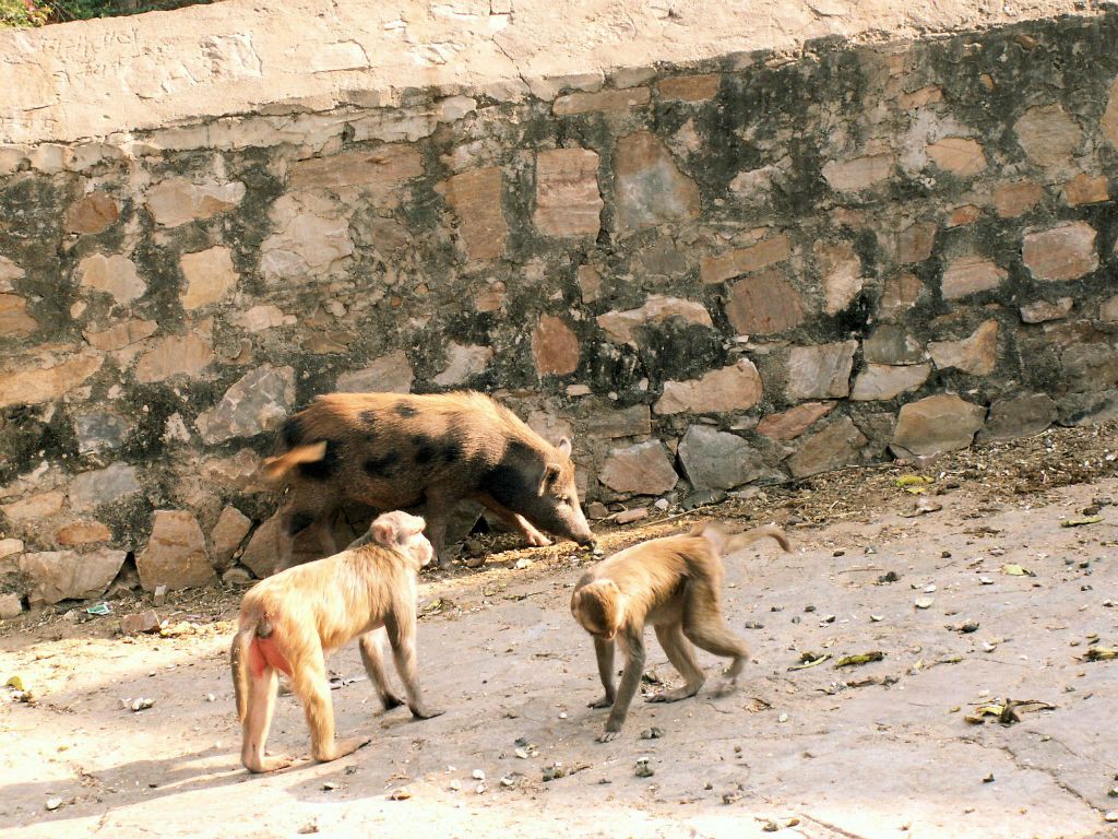 INDIA - JAIPUR - een varken en twee apen bij de Galwar Bagh (apentempel)