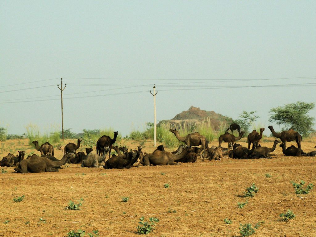 INDIA - JAIPUR -> BHARATPUR - een kudde kamelen
