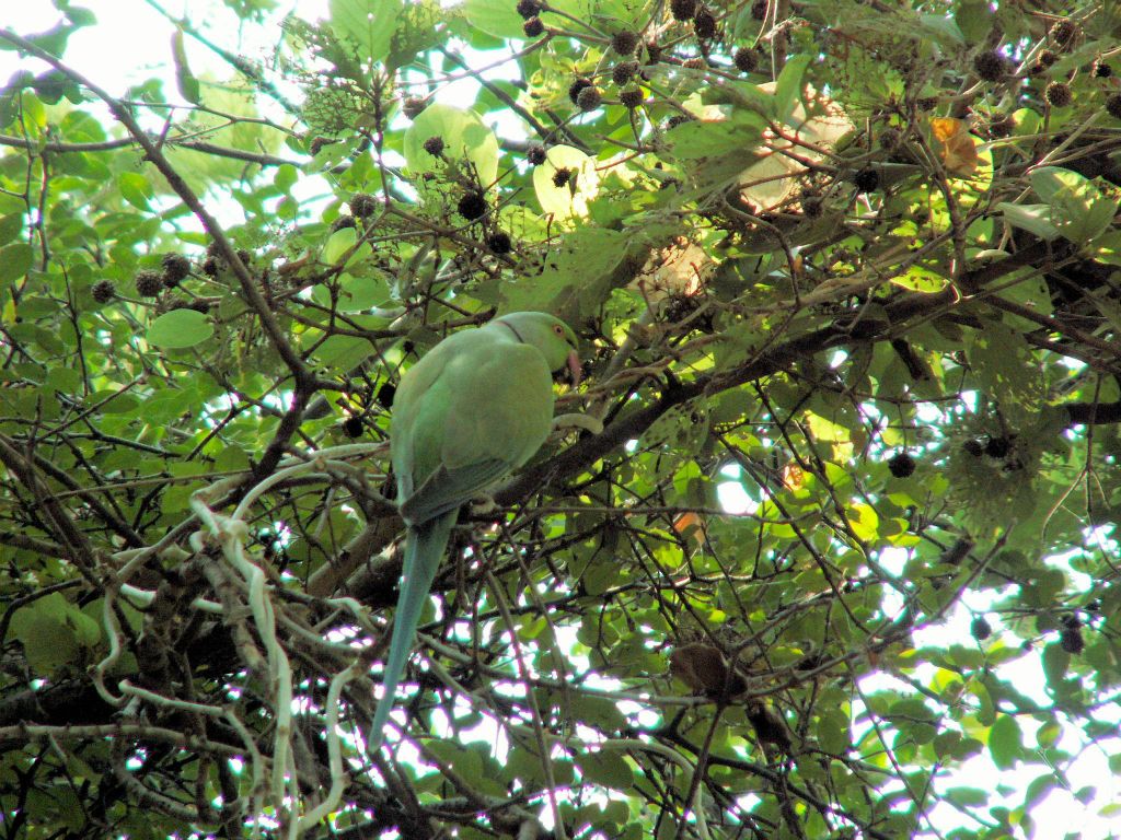 INDIA - BHARATPUR - een papegaai in het Keoladeo national park