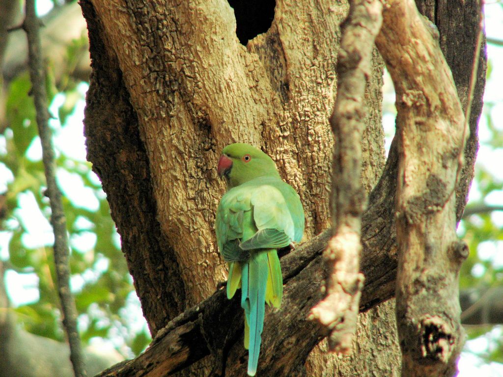 INDIA - BHARATPUR - een papegaai in het Keoladeo national park