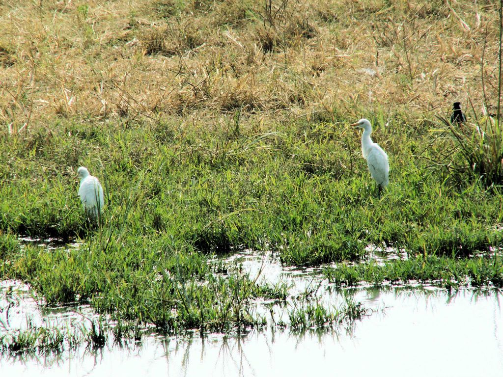 INDIA - BHARATPUR - twee reigers in het Keoladeo national park