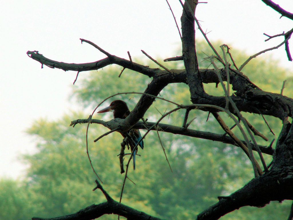 INDIA - BHARATPUR - een ijsvogel in het Keoladeo national park