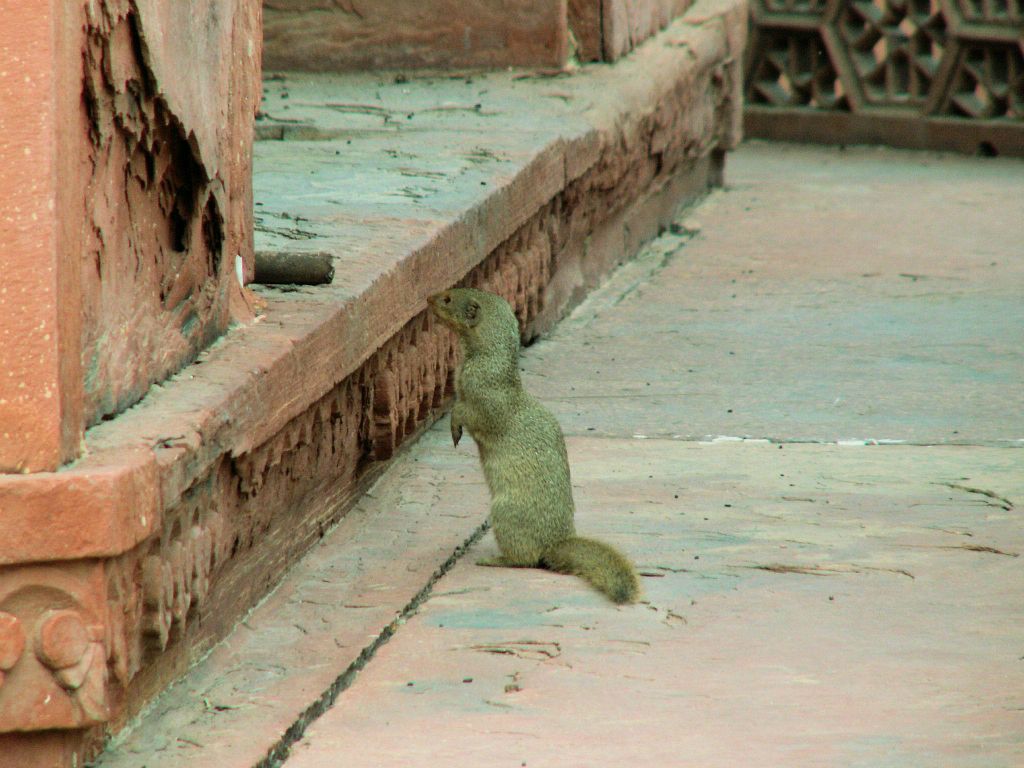INDIA - AGRA - een hermelijn bij de Taj Mahal