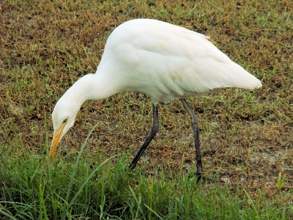 INDIA - AGRA - een reiger bij de Itimad-ud-Daulah