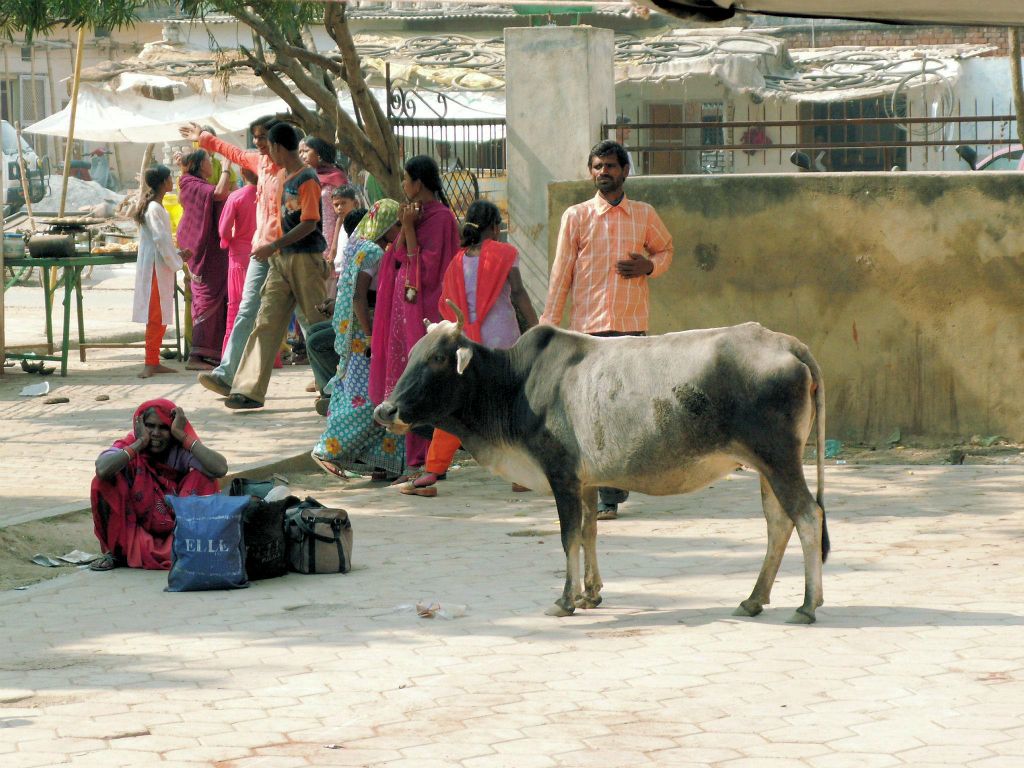 INDIA - ORCHA - een koe op een markt