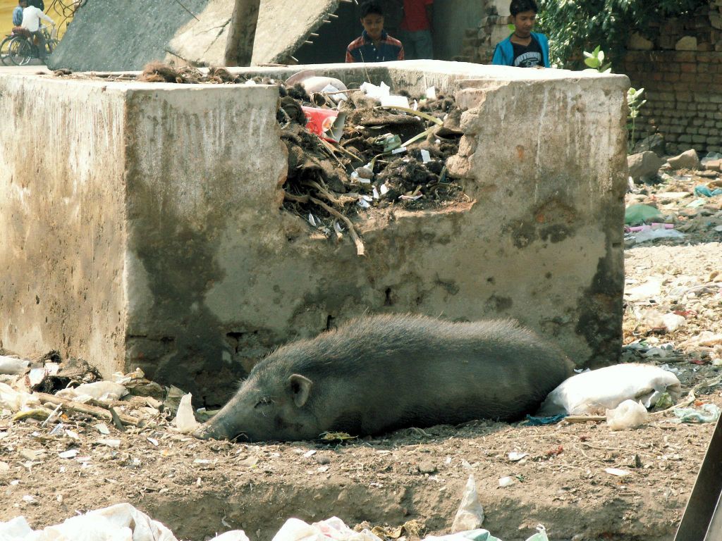 INDIA - KHAJURAHO - een varken in de buurt van de Chandela tempels