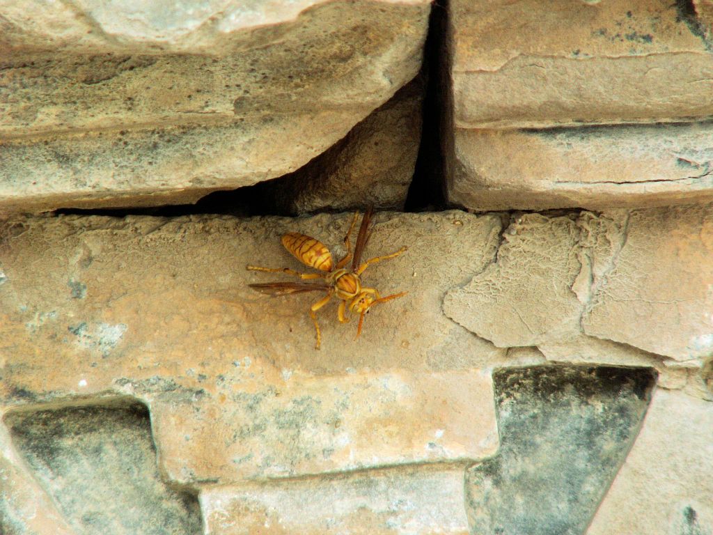 INDIA - KHAJURAHO - een insect bij een tempel