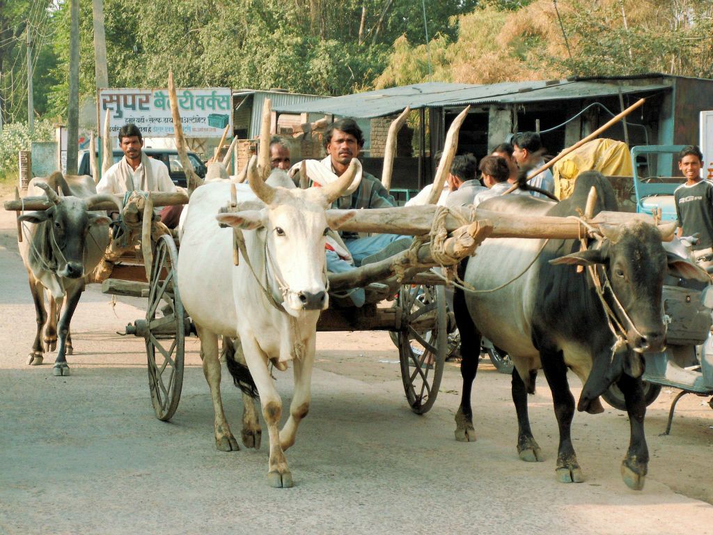 INDIA - KHAJURAHO - een ossenkar