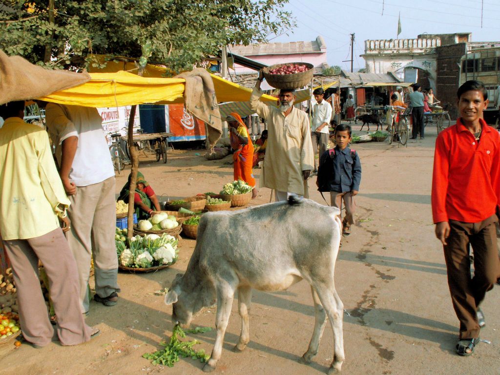 INDIA - KHAJURAHO - een koe op een markt