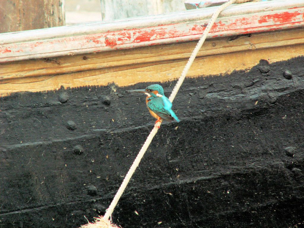 INDIA - VARANASI - een ijsvogel bij de Ganges rivier