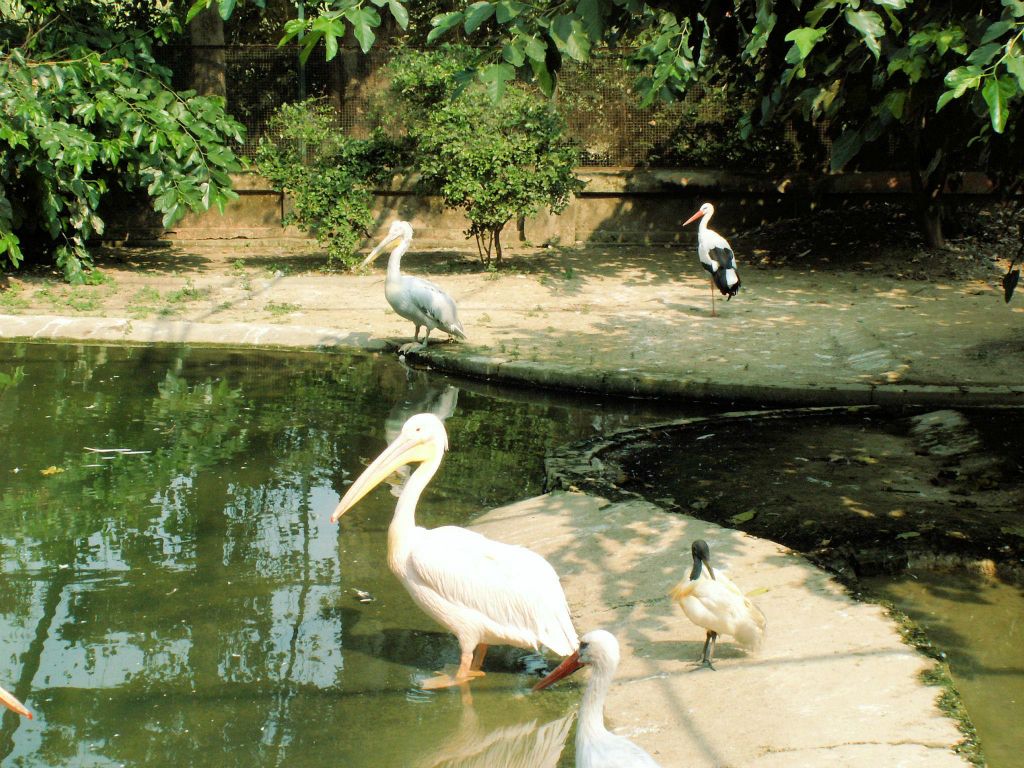 INDIA - SARNATH - enkele vogels in een dierentuin