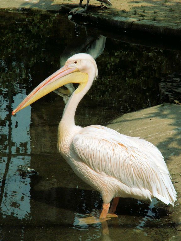 INDIA - SARNATH - een roze pelikaan in een dierentuin