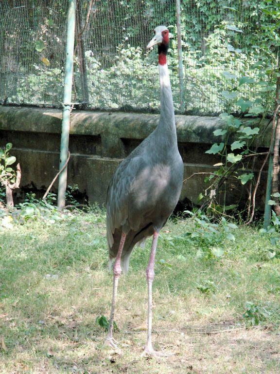 INDIA - SARNATH - een sarus kraanvogel in een dierentuin