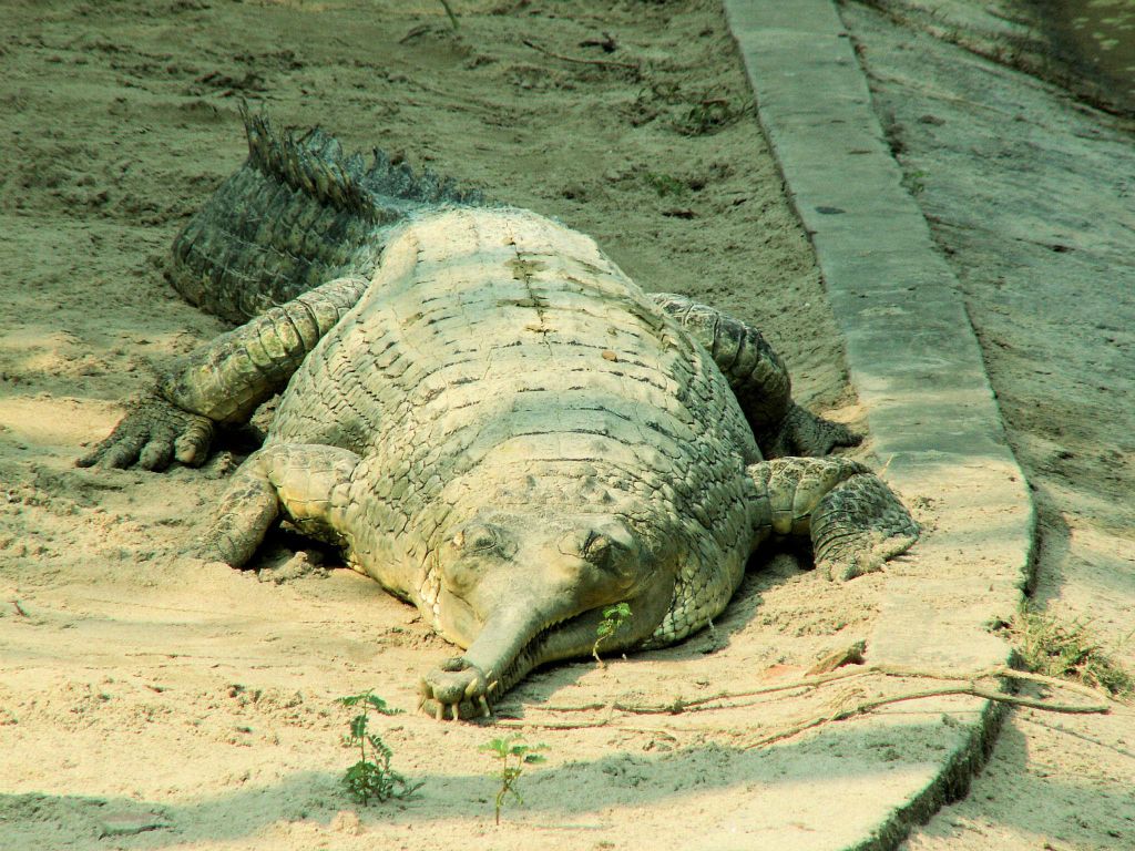 INDIA - SARNATH - een gangesgaviaal in een dierentuin