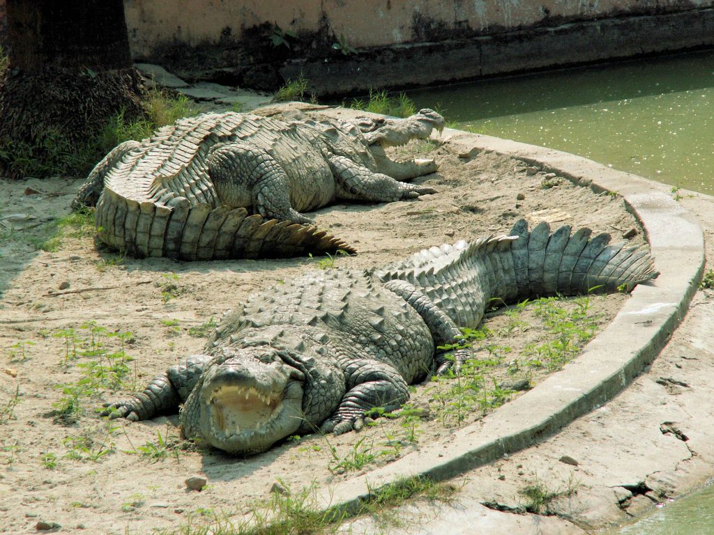 INDIA - SARNATH - enkele krokodillen in een dierentuin