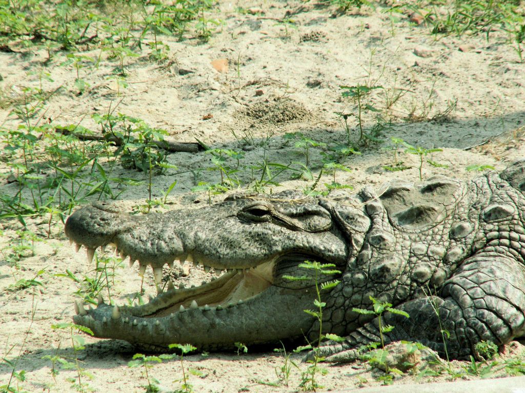 INDIA - SARNATH - een krokodil in een dierentuin