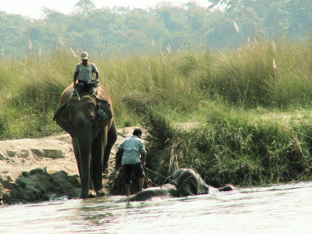 NEPAL - CHITWAN NP - twee olifanten met berijders die de rivier over steken