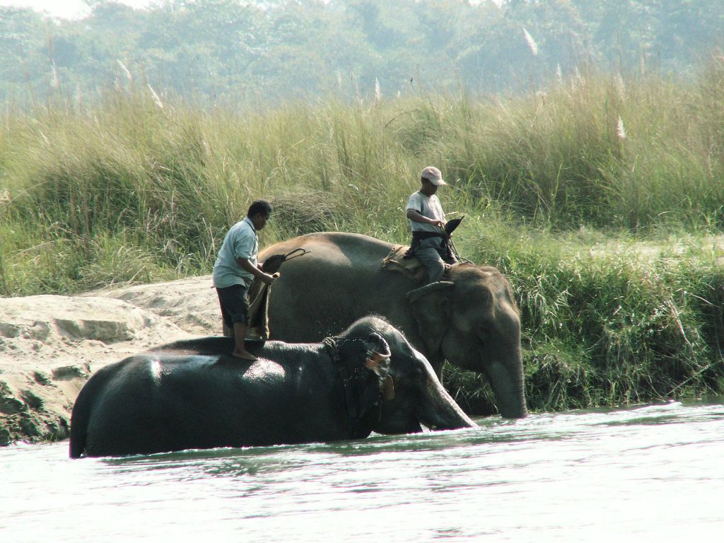 NEPAL - CHITWAN NP - twee olifanten met berijders die de rivier over steken