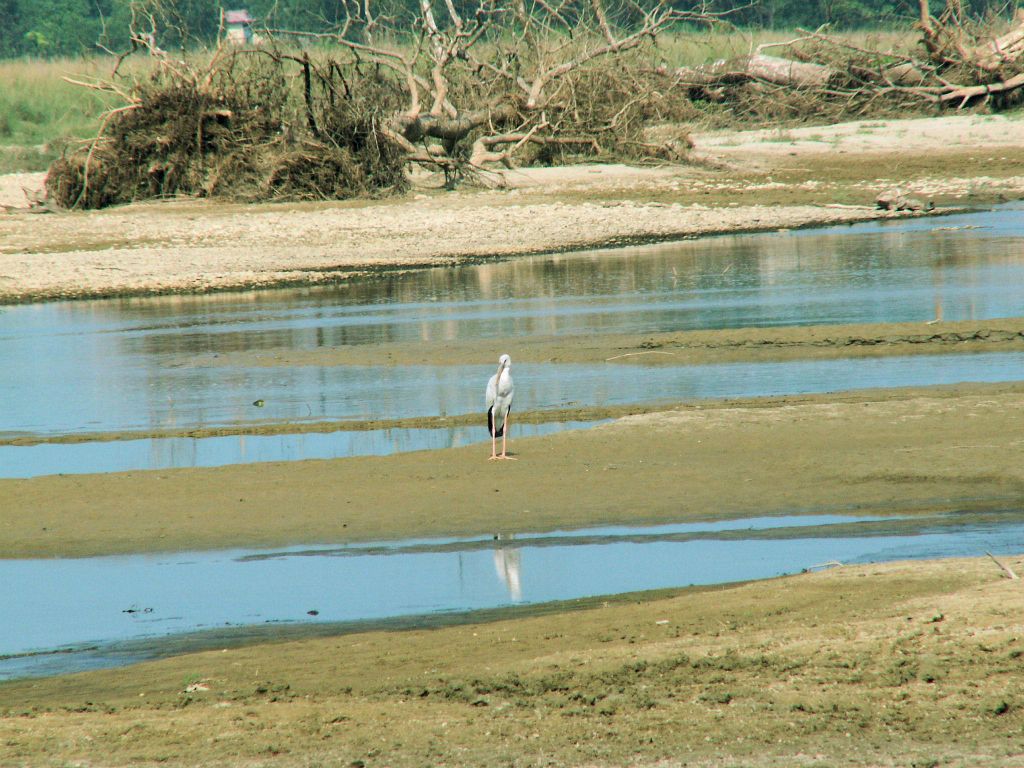 NEPAL - CHITWAN NP - een ooievaar bij de rivier