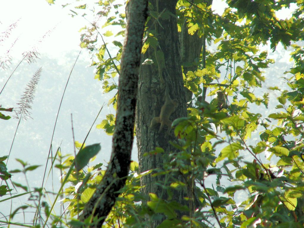 NEPAL - CHITWAN NP - enkele apen onderweg naar Bis Hajaar Tal (20.000 lake)